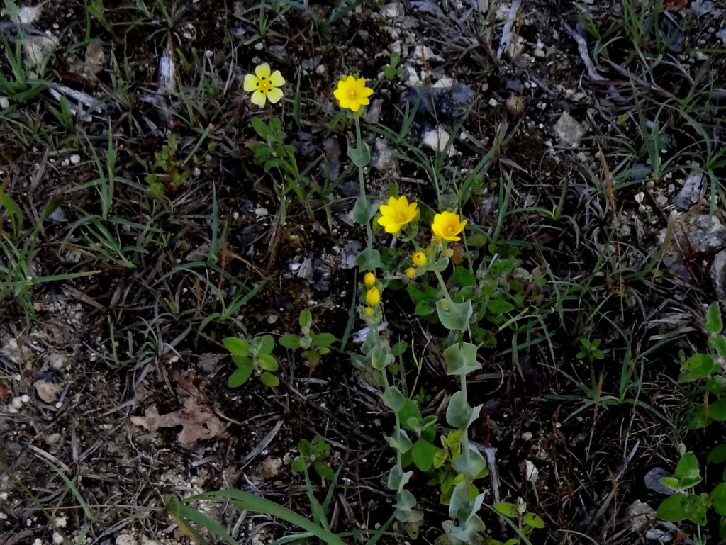 Blackstonie perfoliée