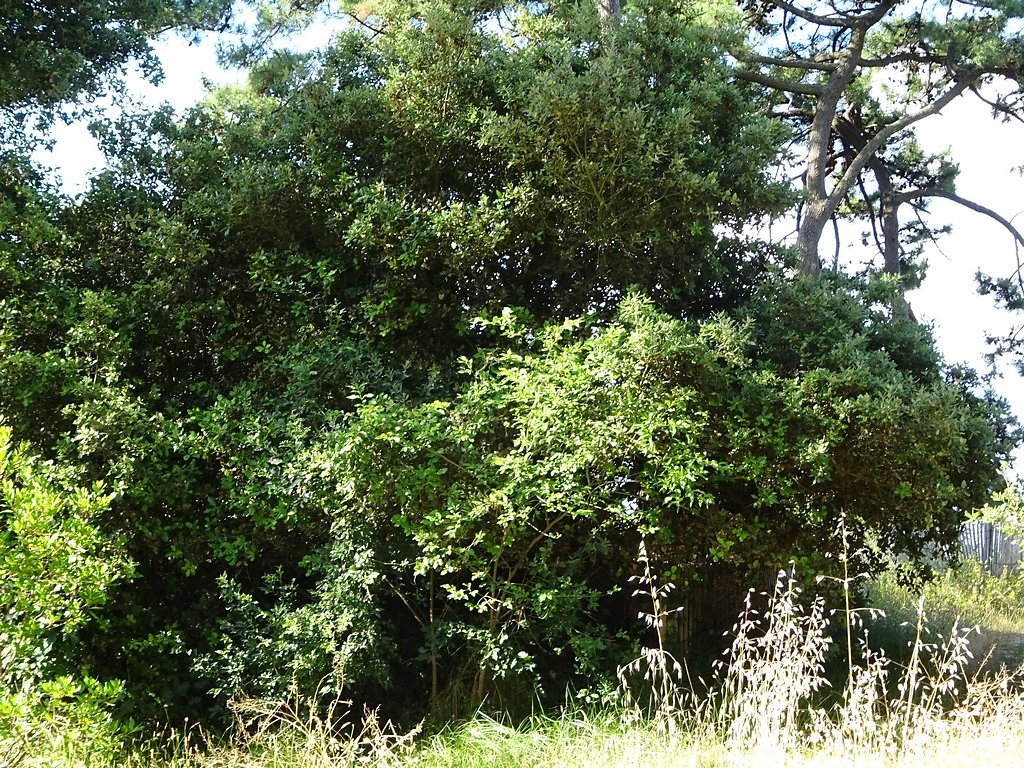 Filaire à feuilles larges et chênes verts
