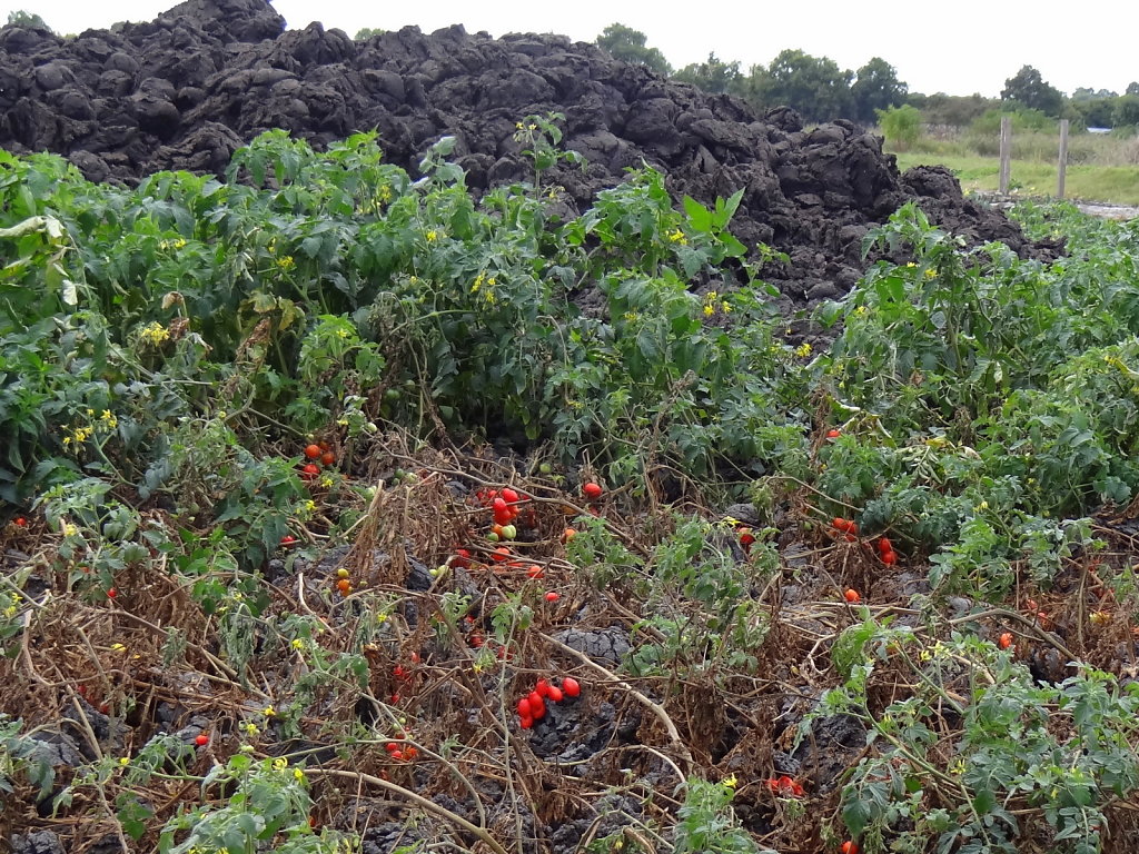 les boues résultant du prétraitement contiennent encore des graines qui germent  le compost