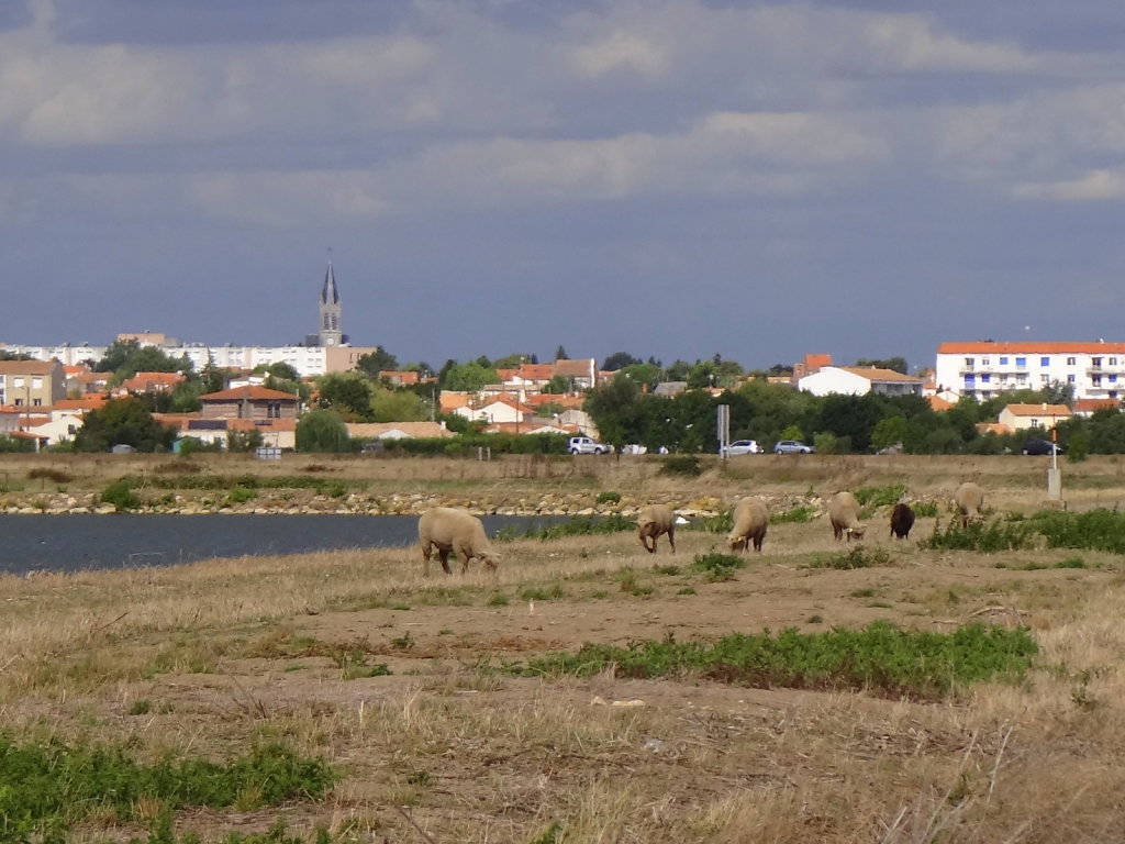 les moutons, précieux auxilliaires