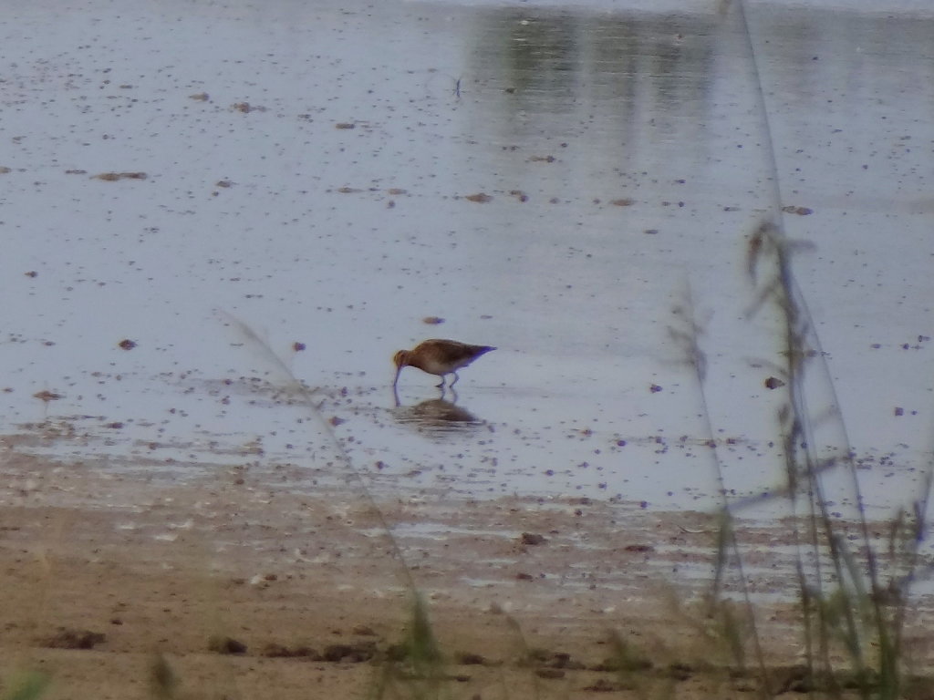 bécassine des marais