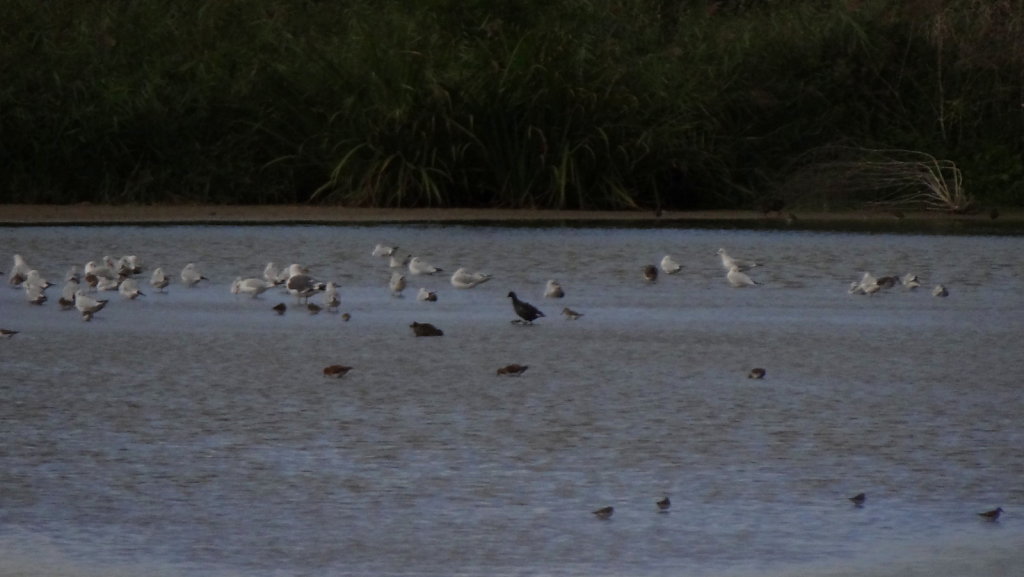 Mouettes, goélands, foulques, bécasseaux , 