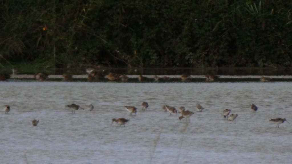 barges à queue noire