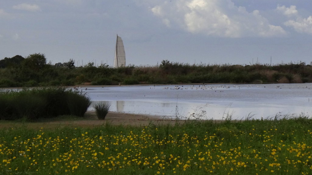 Une voile sur la Charente