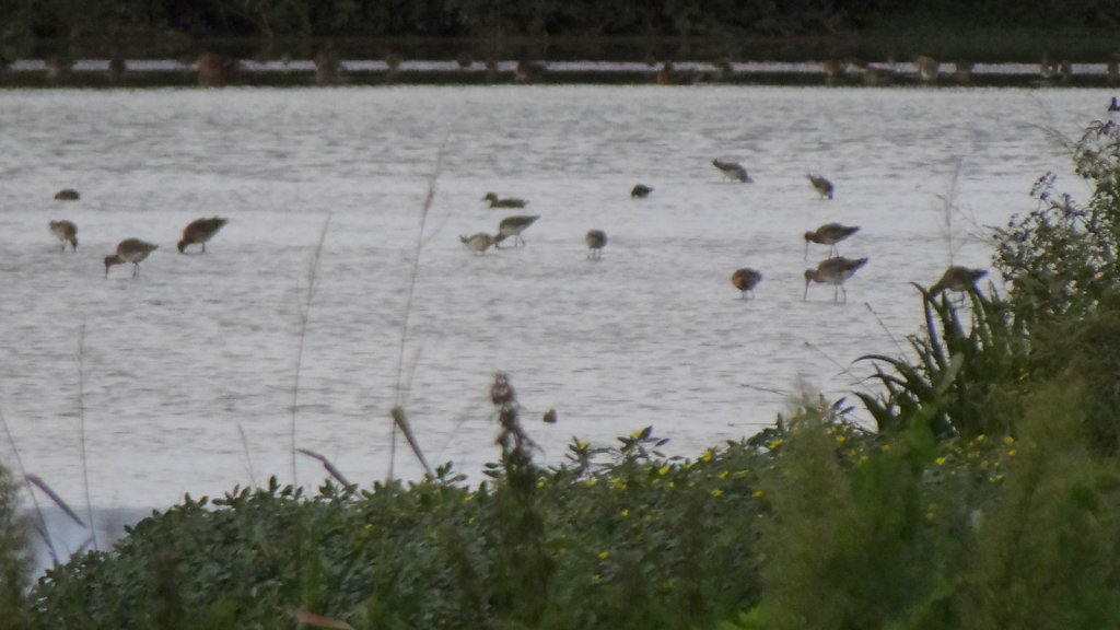 barges à queue noire