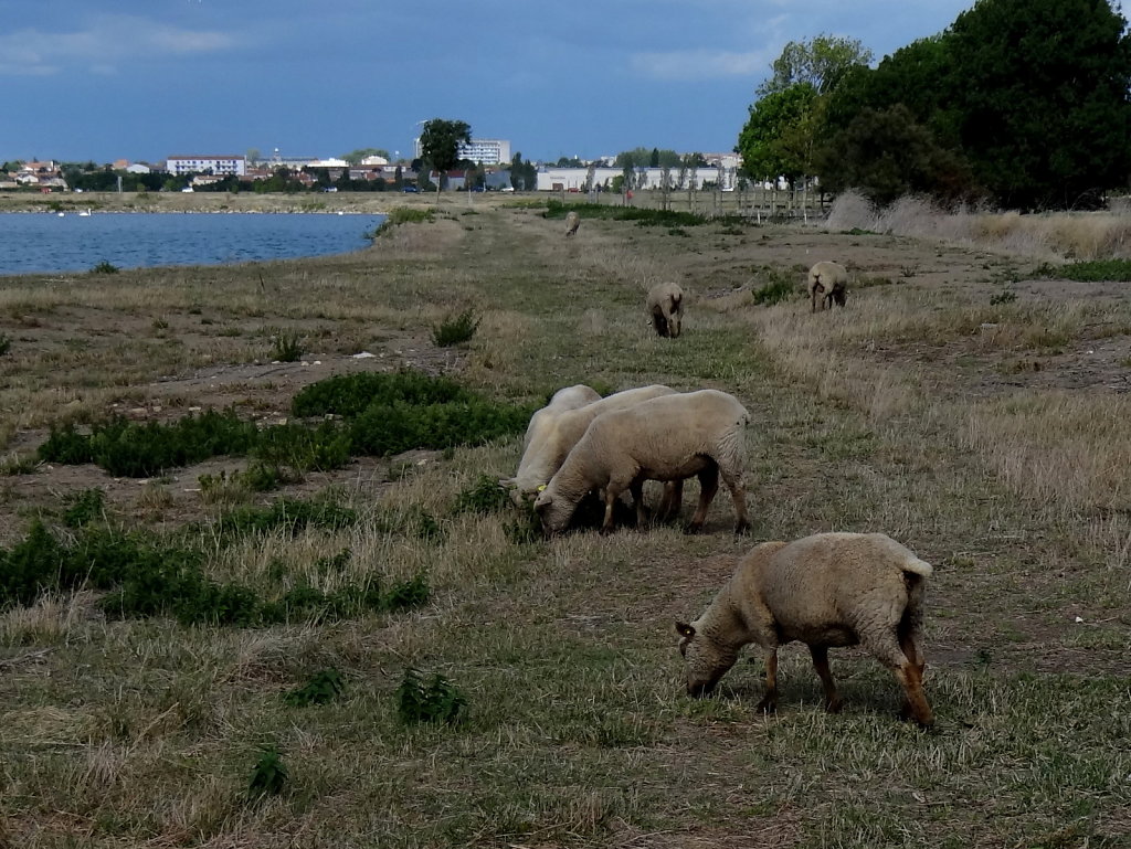 les tondeuses à pattes
