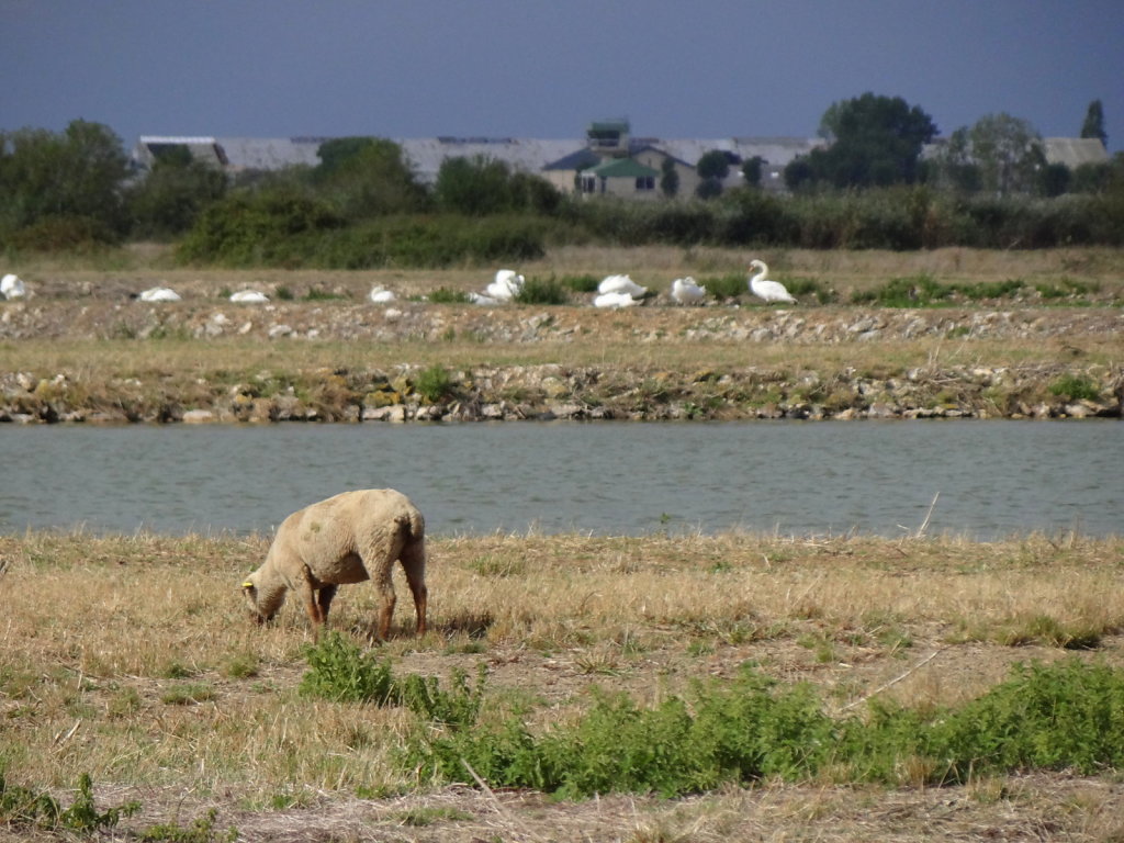cygnes en arrière plan
