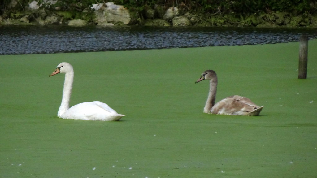 cygnes un adulte et un juvénile de l'année