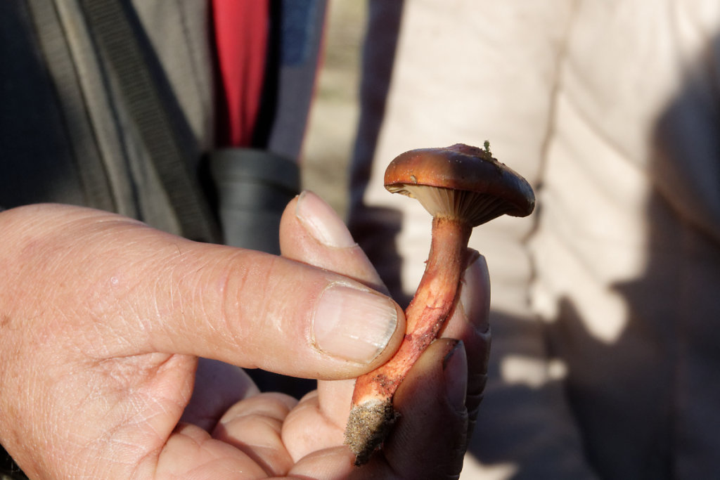 chroogomphus fulmineus