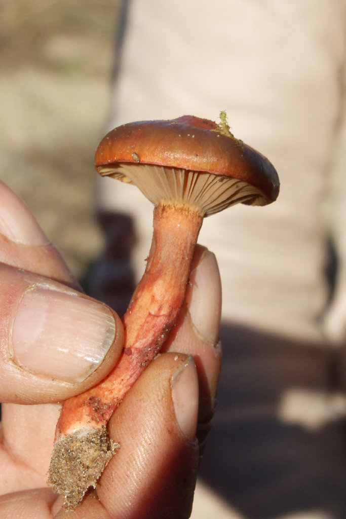 chroogomphus fulmineus