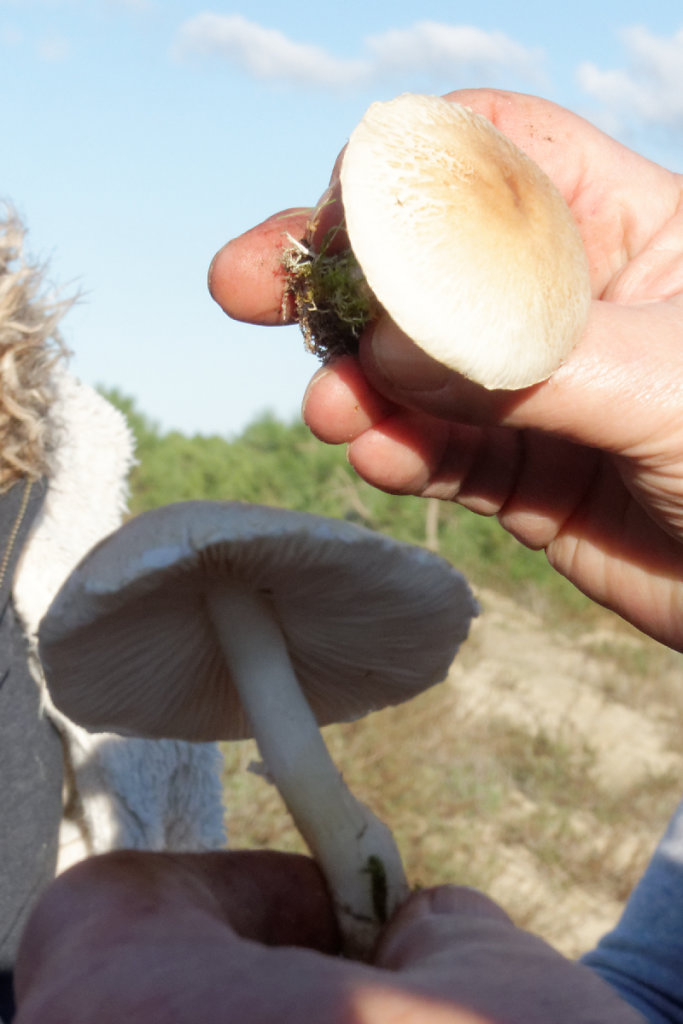 lepiota ochraceosulfurescens