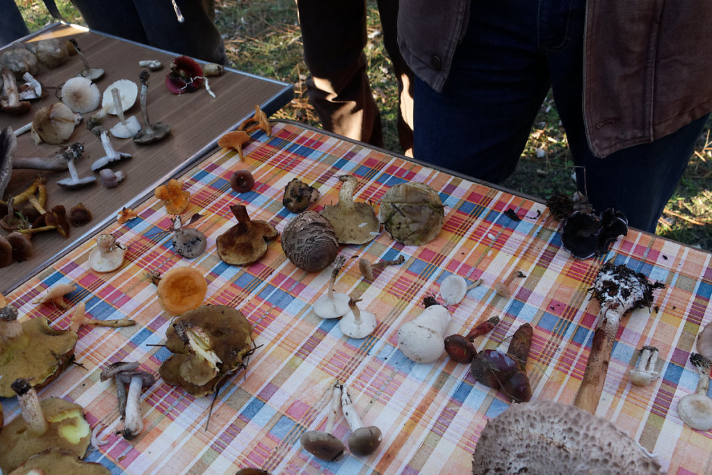 Une partie de la récolte