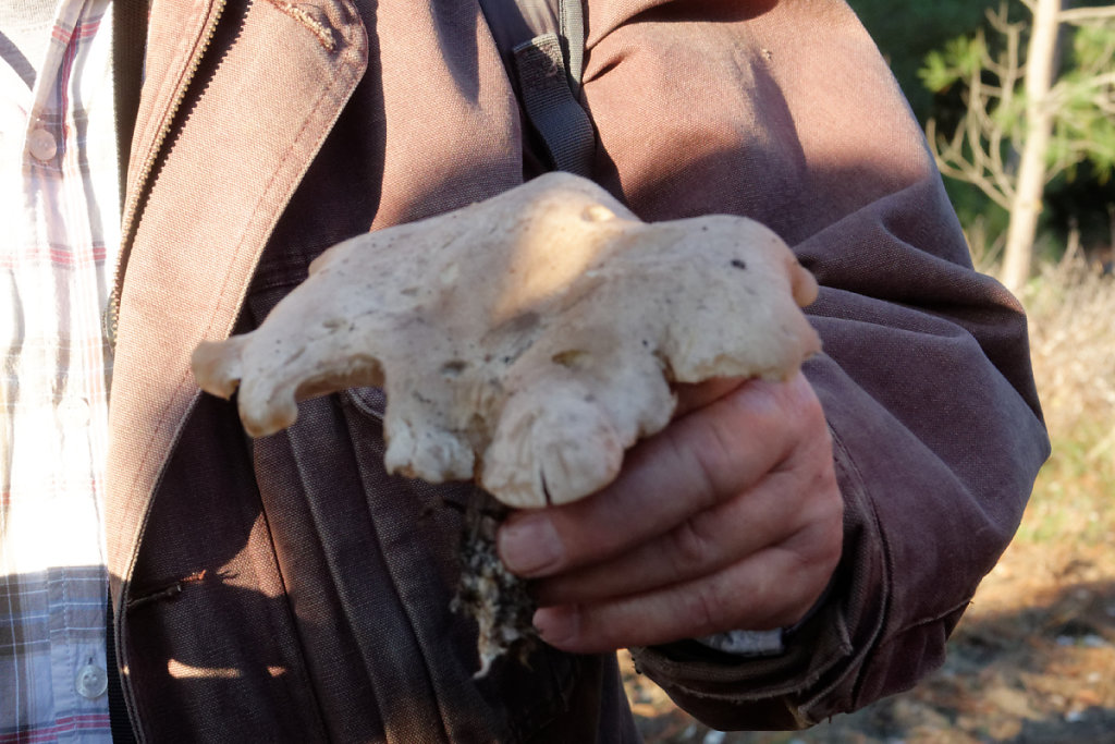 Très vieux lépiste 