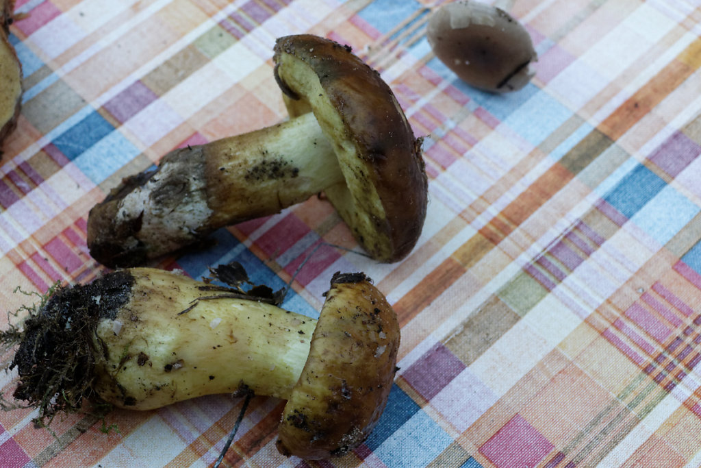 Cèpes de chêne vert