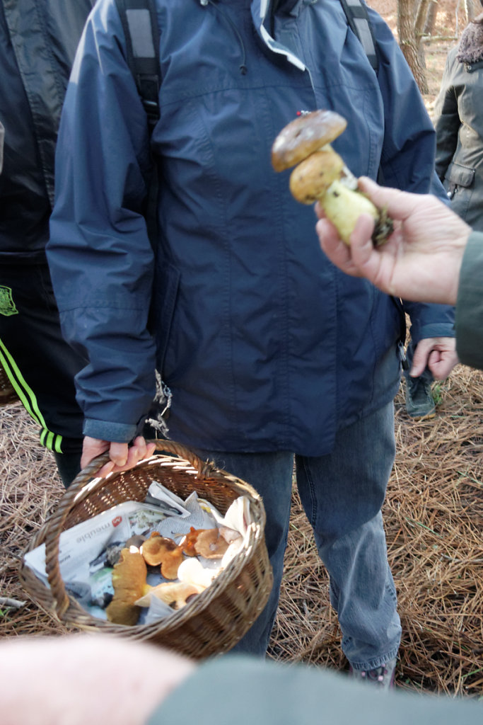 Suillus ou boletus  ? Non, leccinum