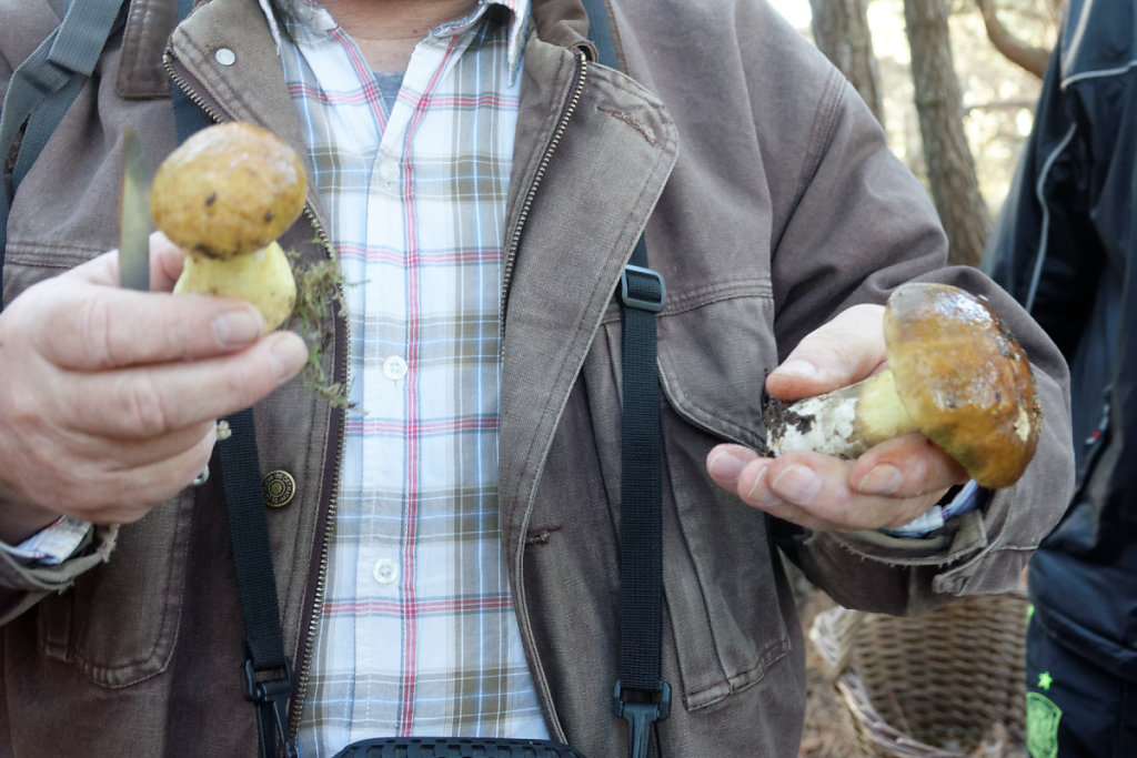 cèpe du chêne vert