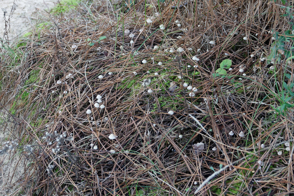 Nombreux, mais minuscules