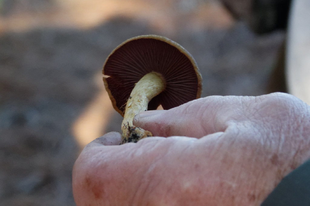 Cortinaire semi sanguin