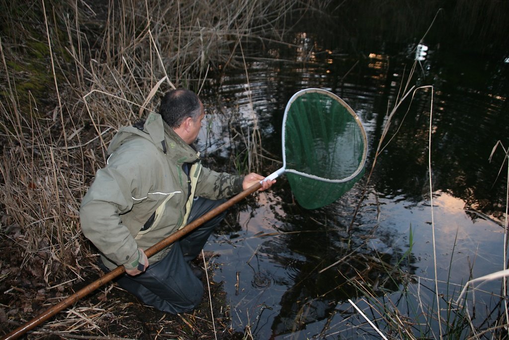 à la pêche aux tritons