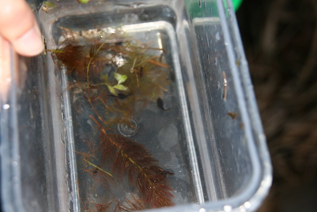 premier triton palmé