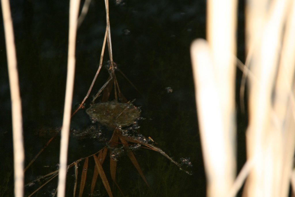 oeufs de grenouilles