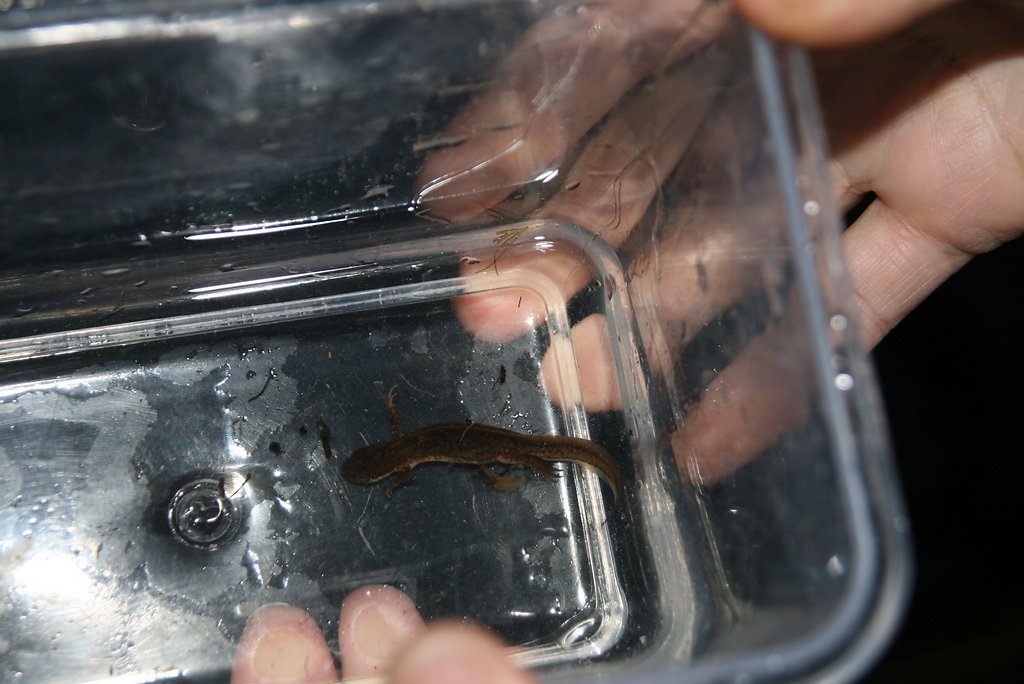 triton palmé pattes arrières