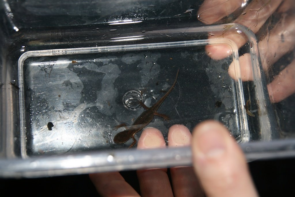 pas de triton marbré