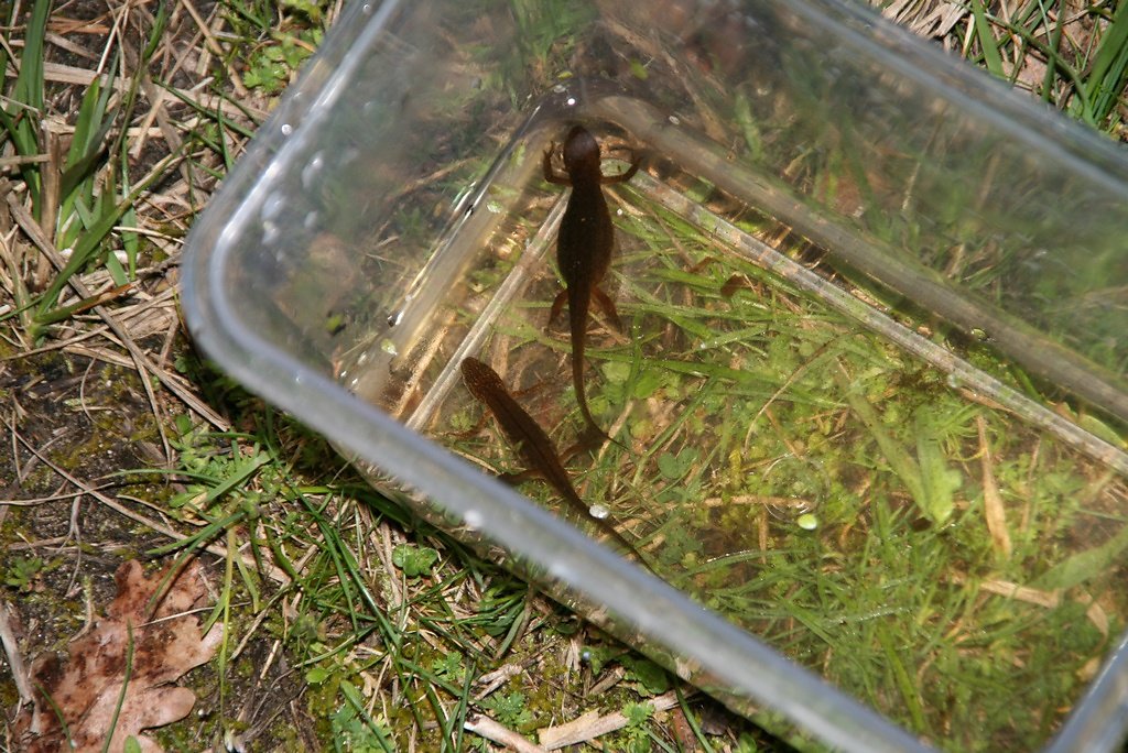 tritonâle et femelle pleine d'oeufs