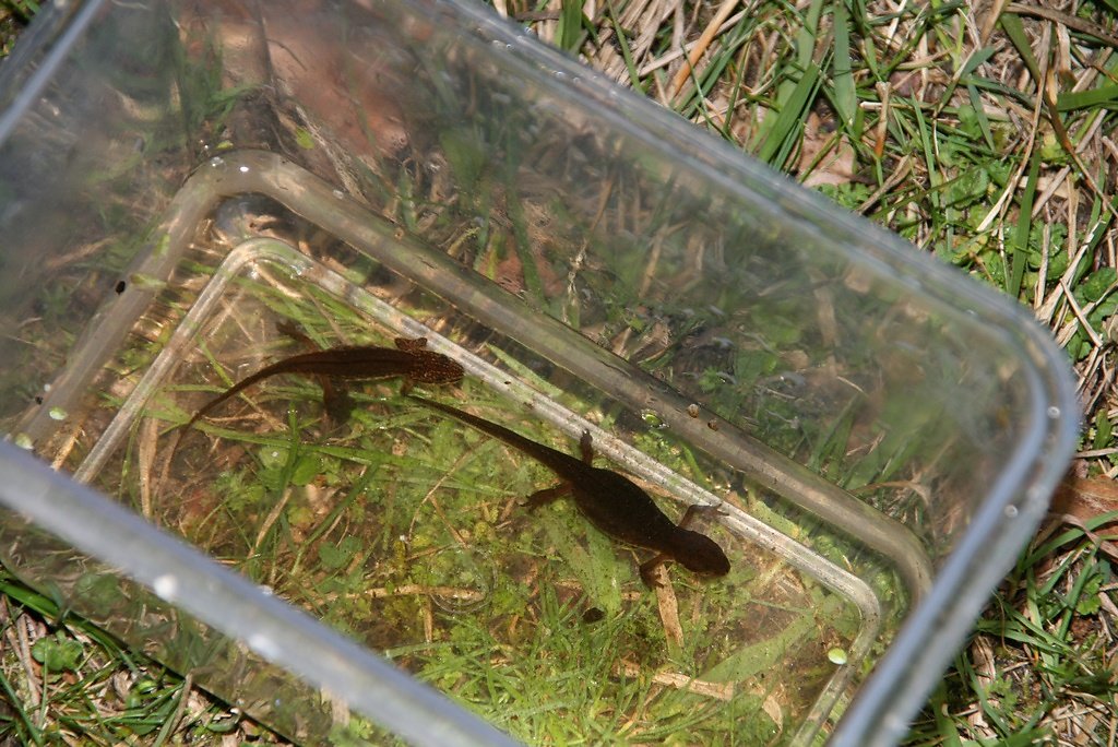 bientôt remis à l'eau