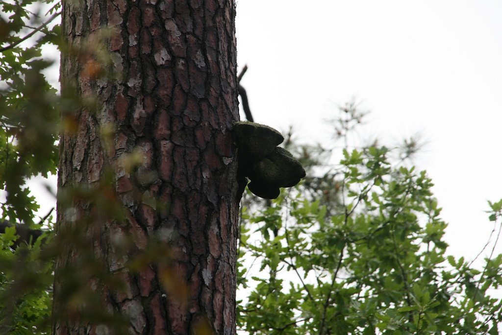 champignons nuisibles