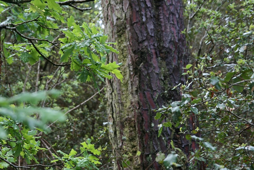 ancienne exploitation de la résine