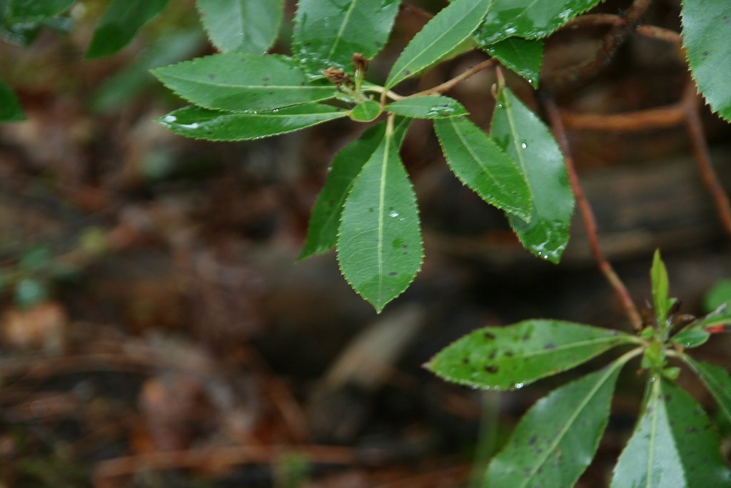 feuille d'arbousier (dentelée)