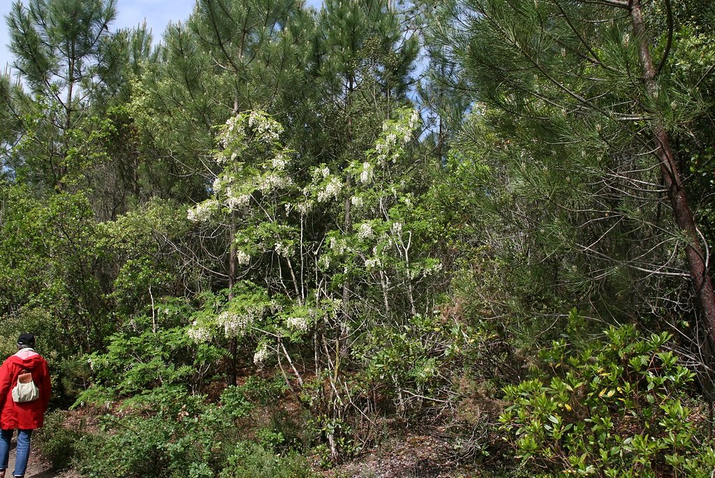 robinier en fleurs