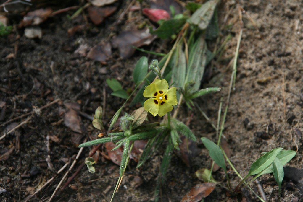 hélianthème à boule