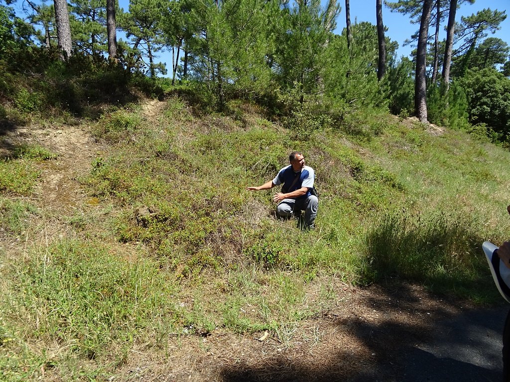 végétation basse l'ourlet