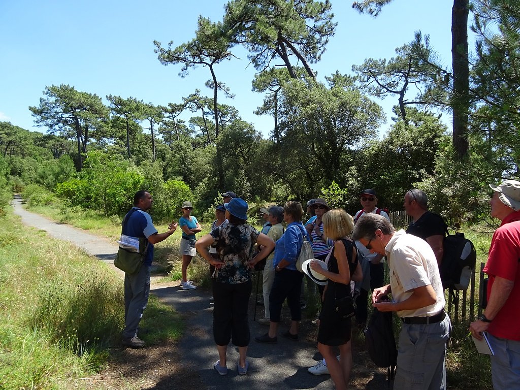 les différentes strates de la forêt