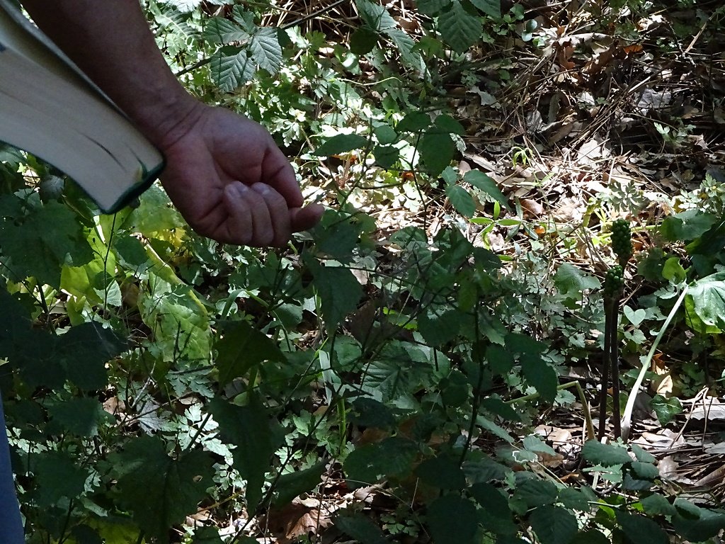 l'alliaire et ses vertus
