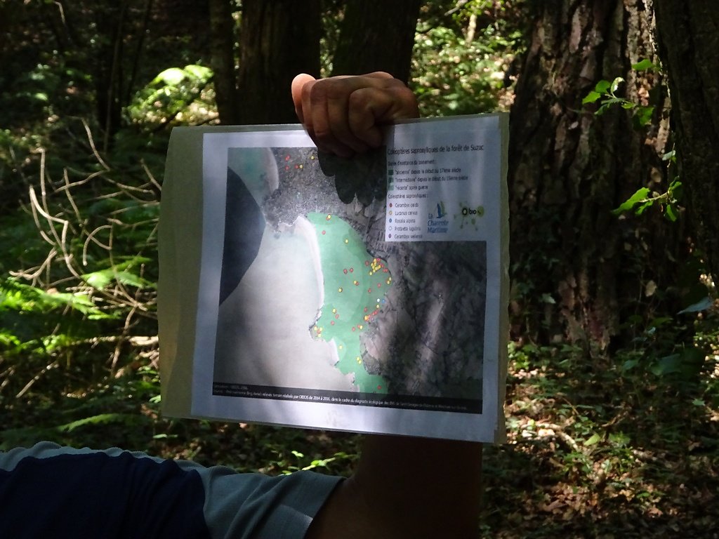 études de présence d'insectes