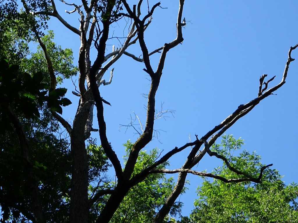 arbre mort mais abritant lucarnes et insectes