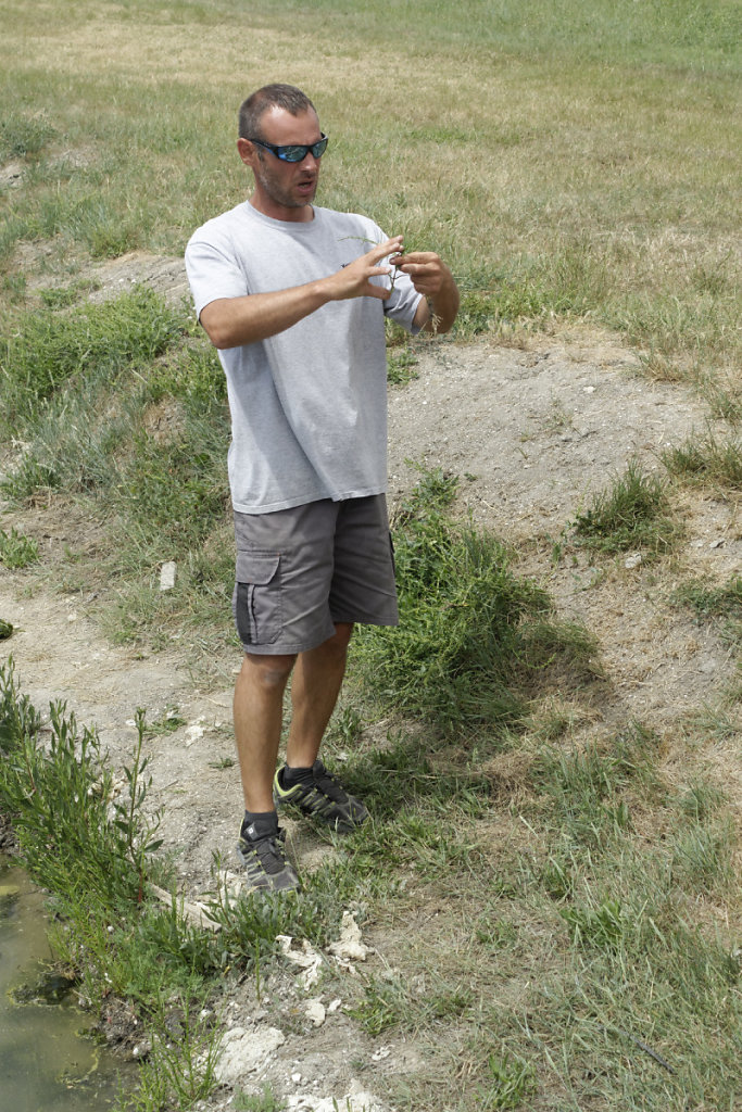 Présentation d'un rameau de salicorne