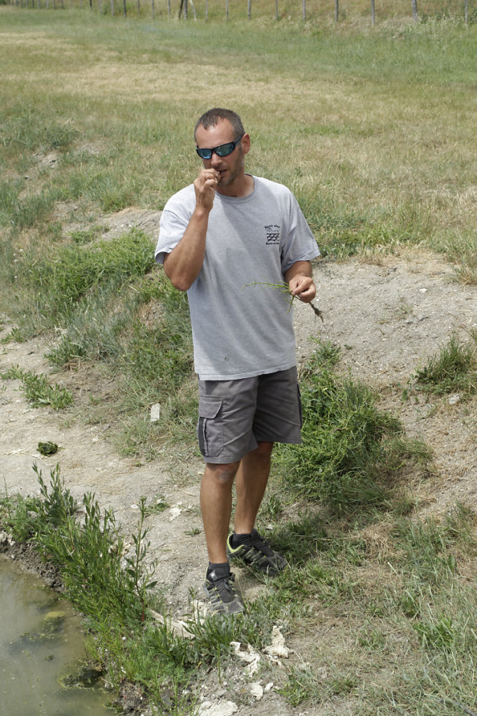 Seules les extrémités des rameaux de salicorne sont savoureux.