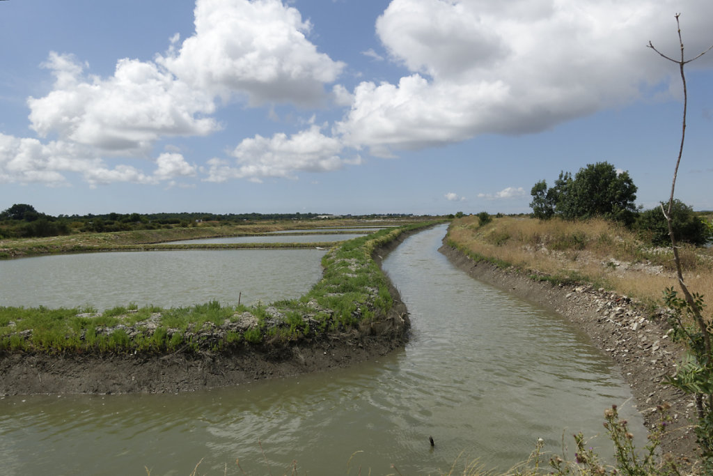 Paysage ostréicole : claires de marais.