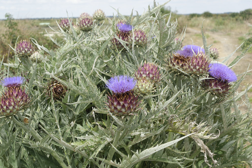 Fleurs d'artichaut autrefois cultivée sur les bosses