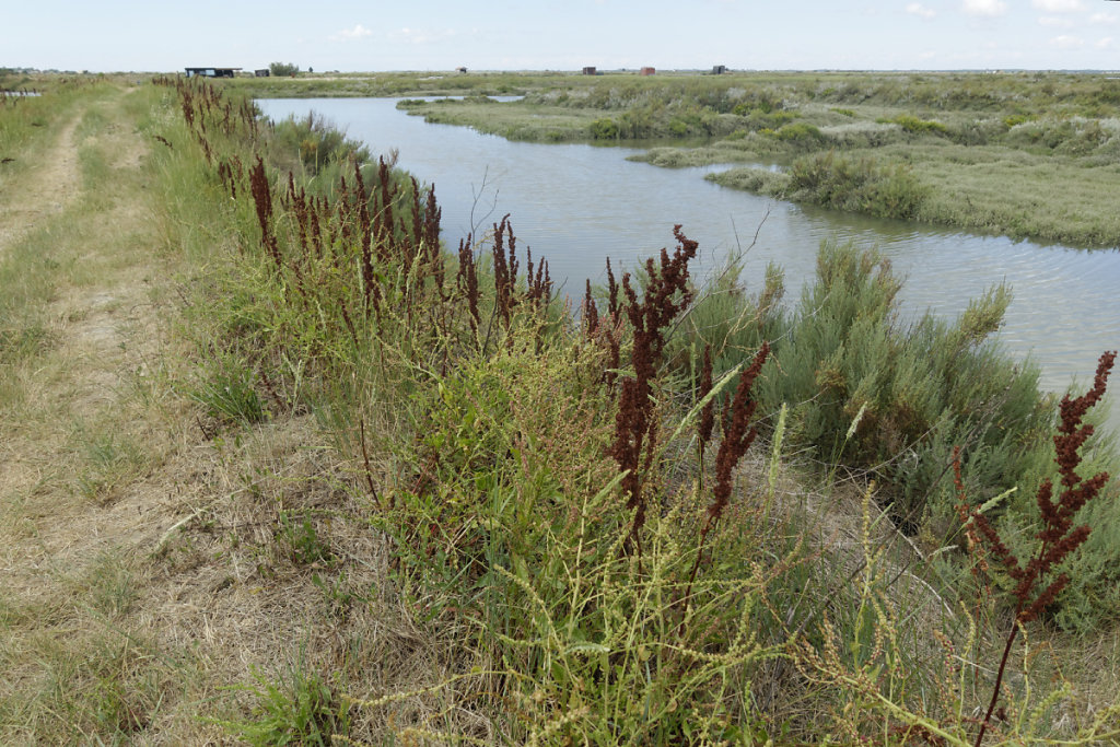 Graines de bette maritime