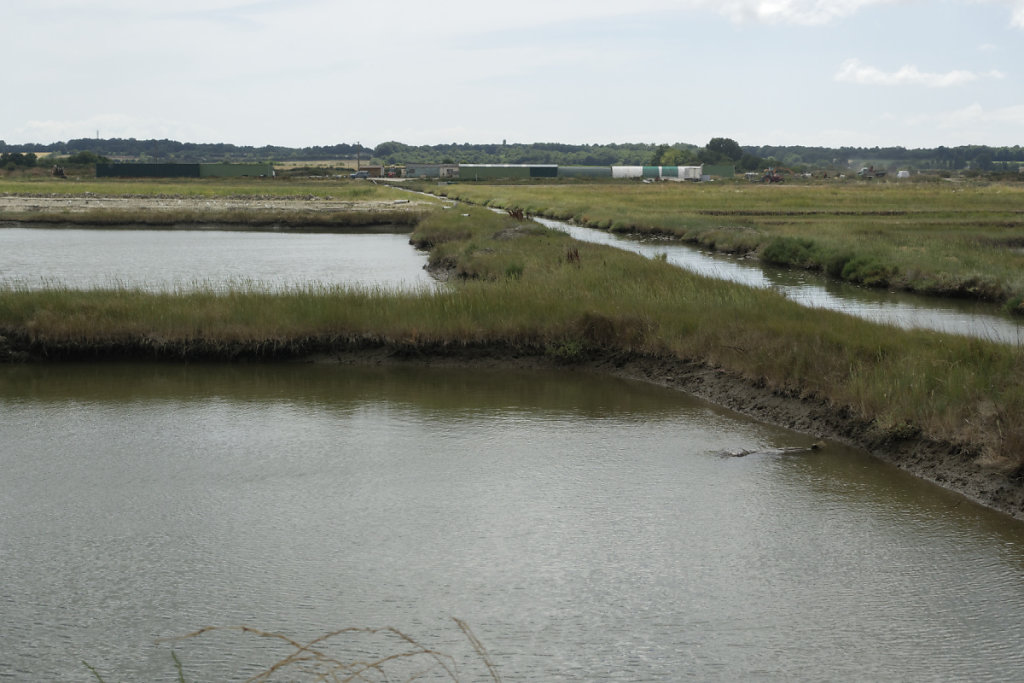 Bassins pour l'élevage des pousses-en-claire.