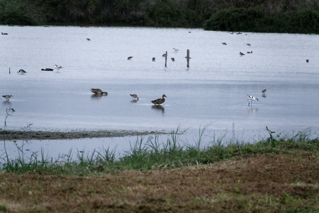 Avocette sur la droite et canard colvert