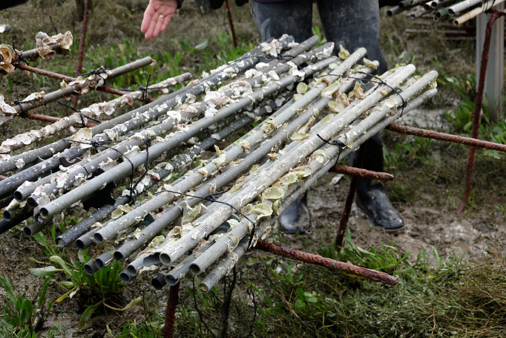 Petites huitres fixées sur tubes en plastique