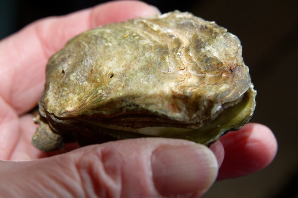 Une huitre percée par un bigorneau