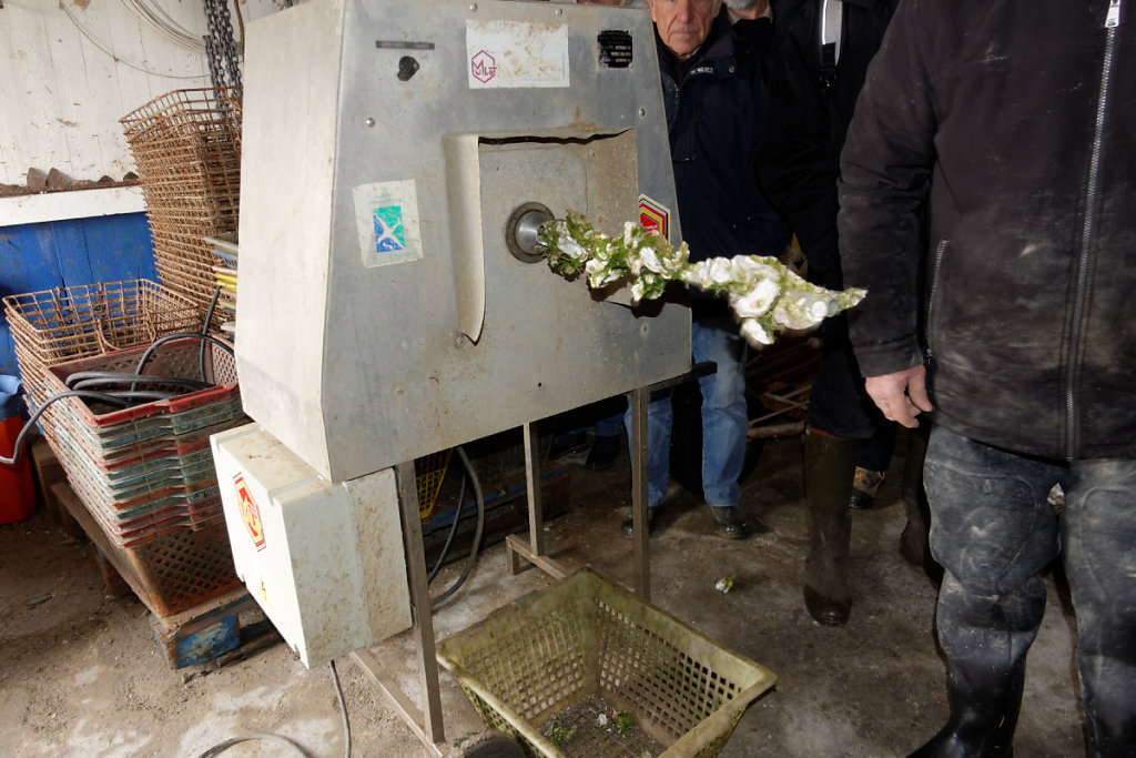 Collecte des jeunes huitres