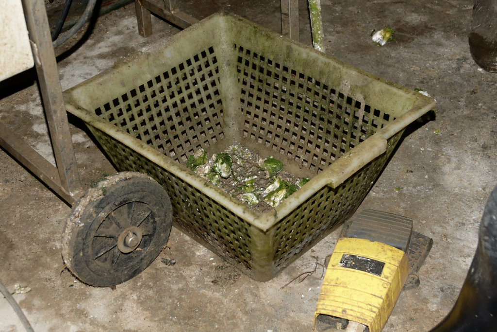 Collecte des jeunes huitres